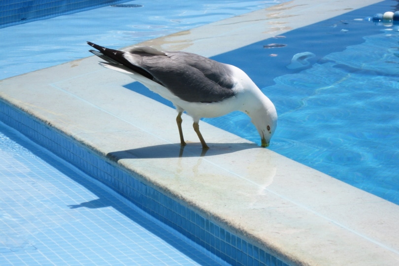 seagul drinking water from the pool