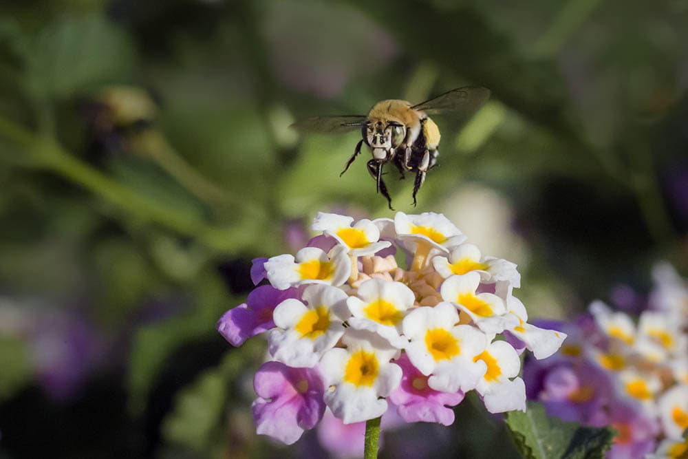 Southeastern blueberry bee