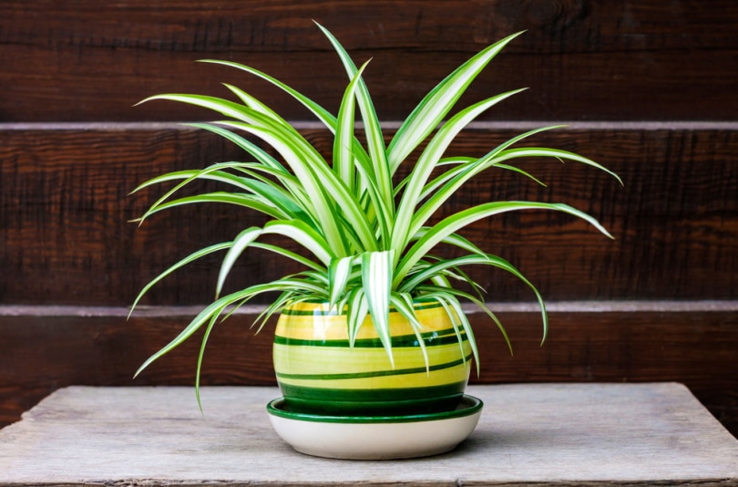 spider plant in wooden background