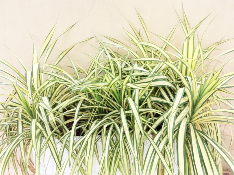 spider plant