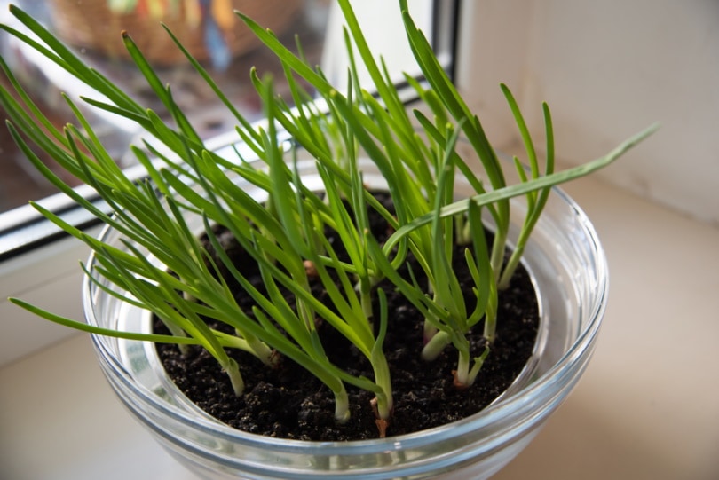 spring onions in glass jar