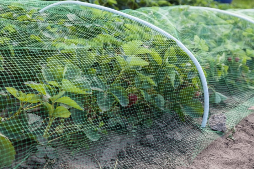strawberries bed covered with net