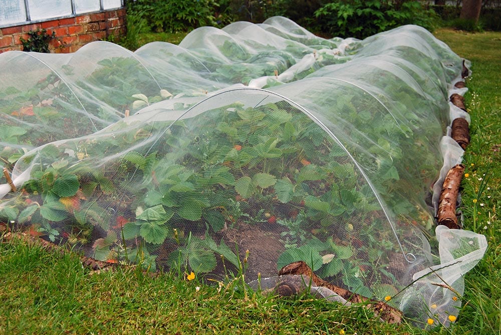 Strawberry plants covered with net