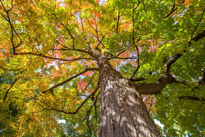 sugar maple tree
