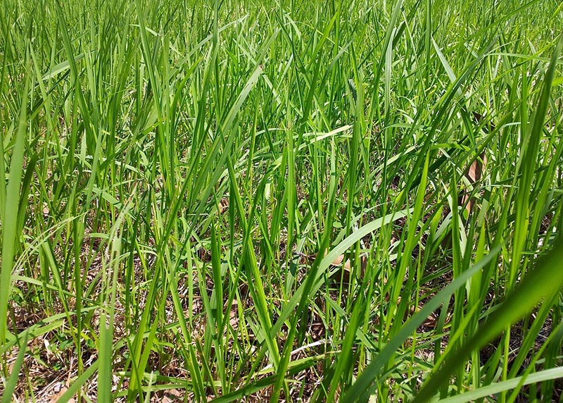 tall grass