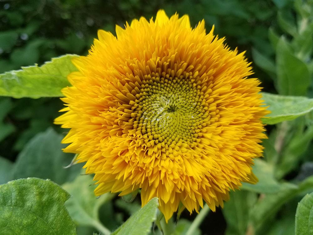 teddy bear sunflower