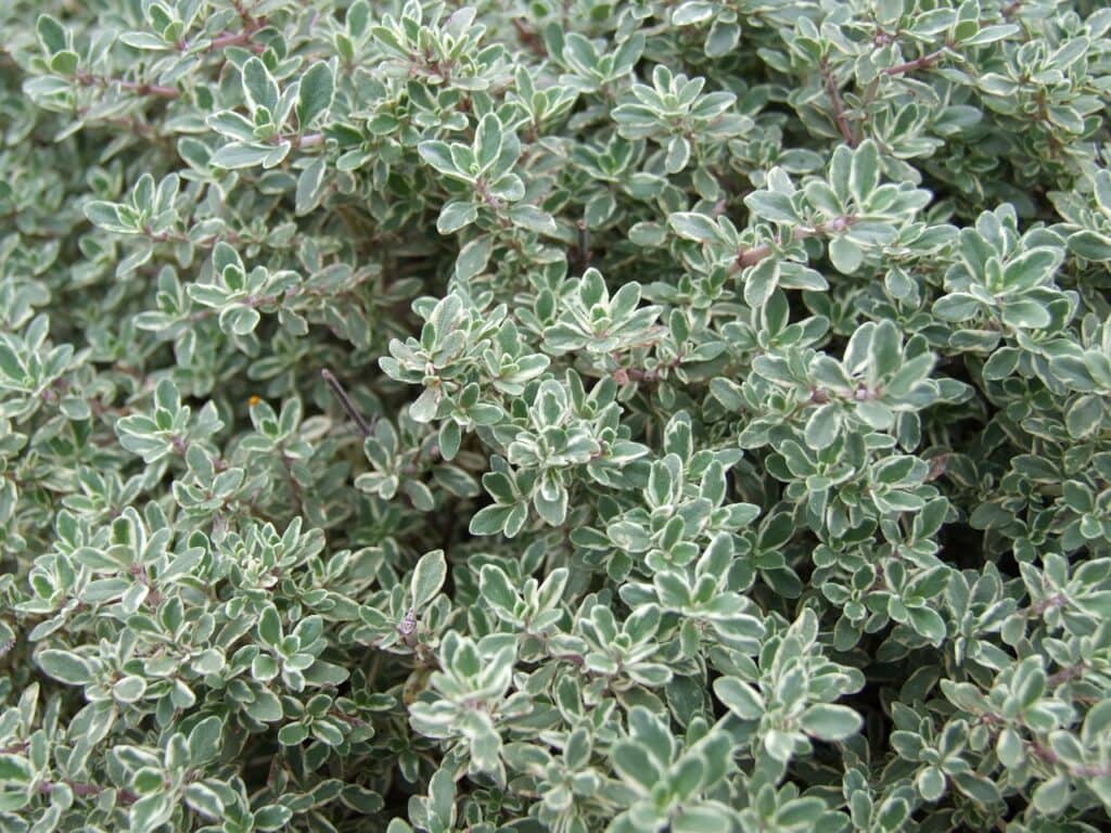 thyme plant up close