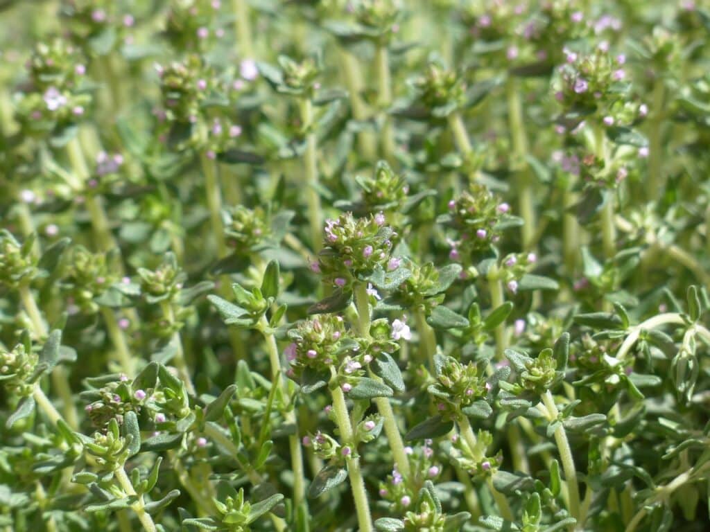 thyme plants