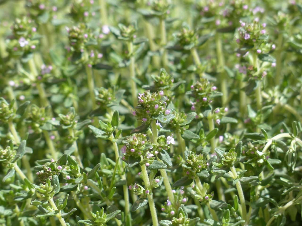 thyme plants