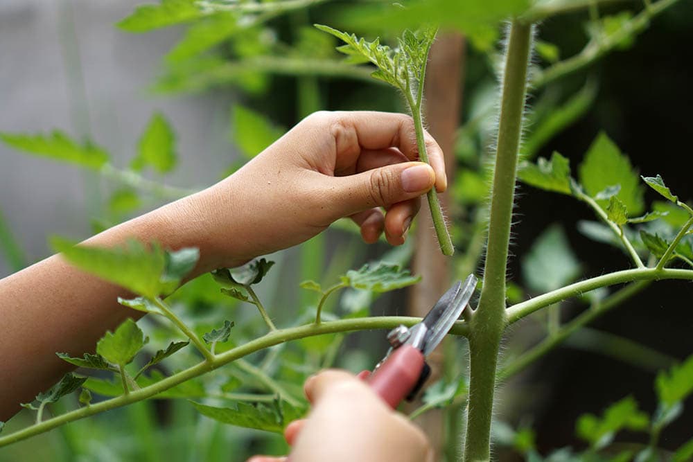 tomato plant cutting
