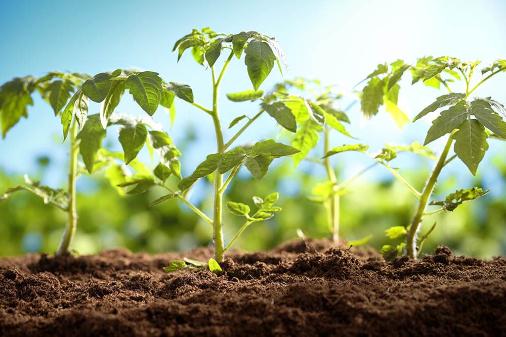 tomato plant exposed in the sun
