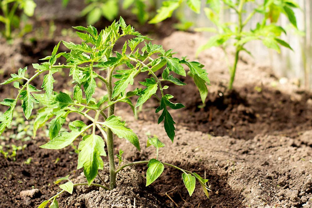 tomato plant in a greenhouse