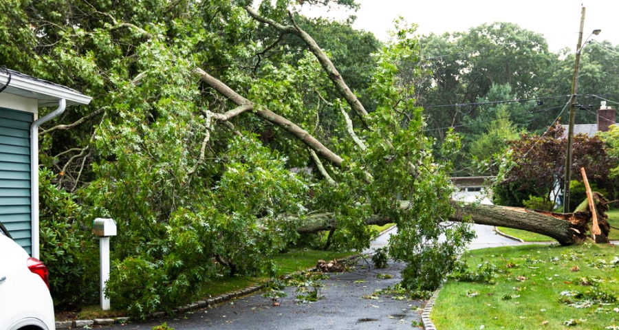 tree falls due to storm