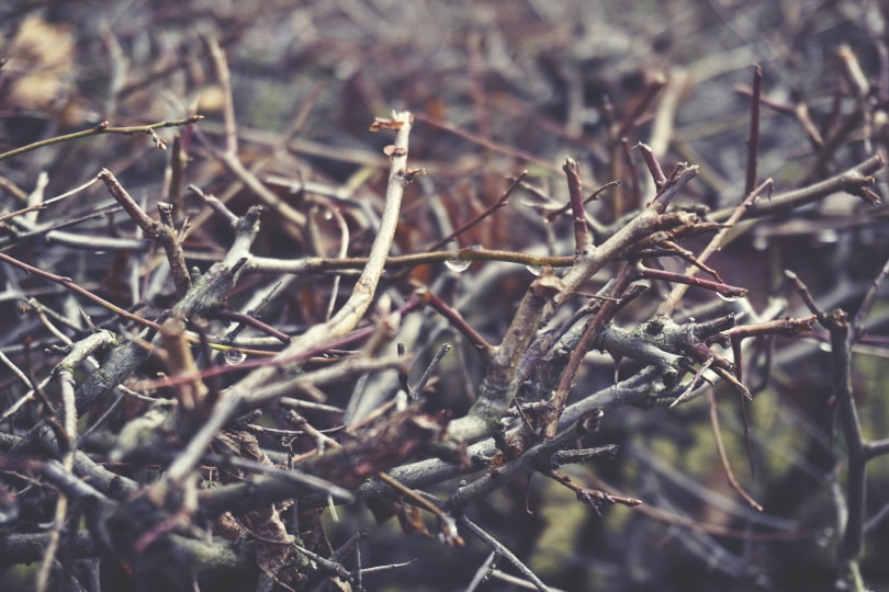 twigs