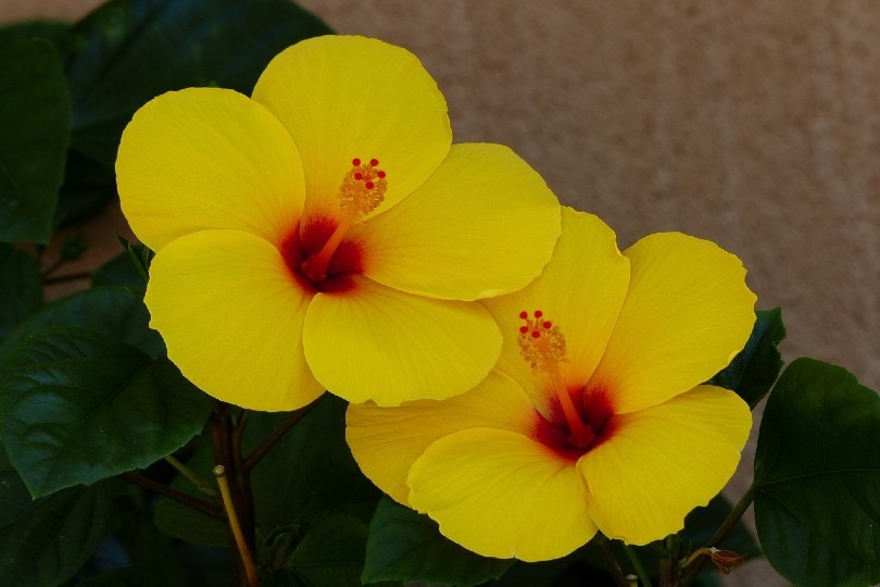 two beautiful yello hibiscus flowers