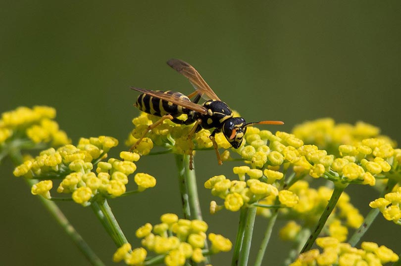 wasp on a flower buds