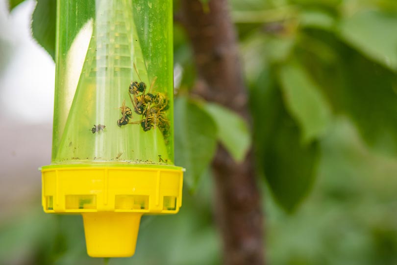wasps in wasp trap hanging on tree