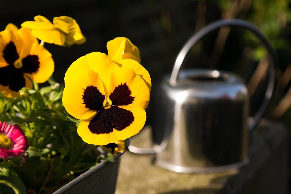water can behind the pansies