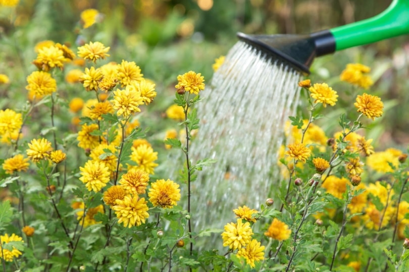 watering chrysanthemum flowers