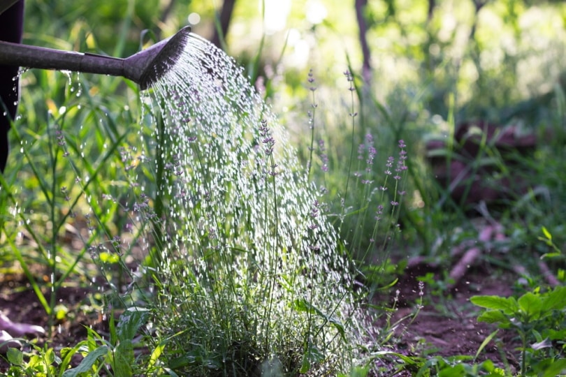 watering lavender plant