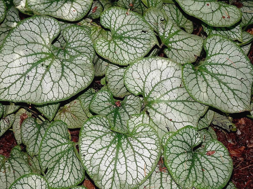watermelon peperomia plant