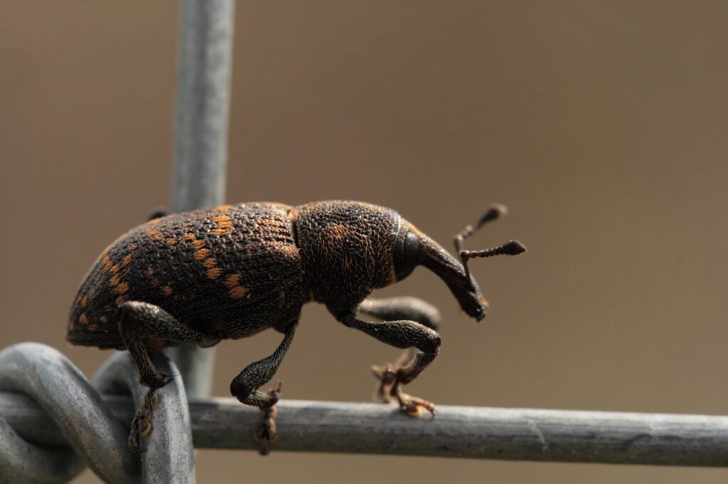 weevil on barb wire