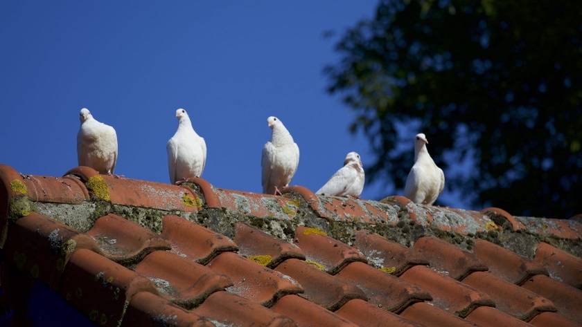 white doves in the roof