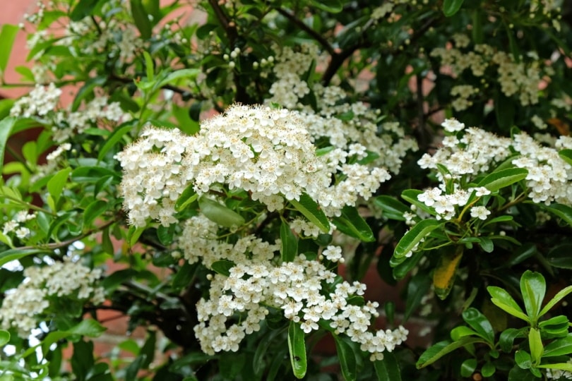 white hawthorn blossom flowers