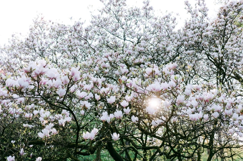 white magnolia flowers