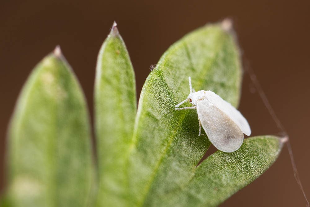 Whitefly on leaf