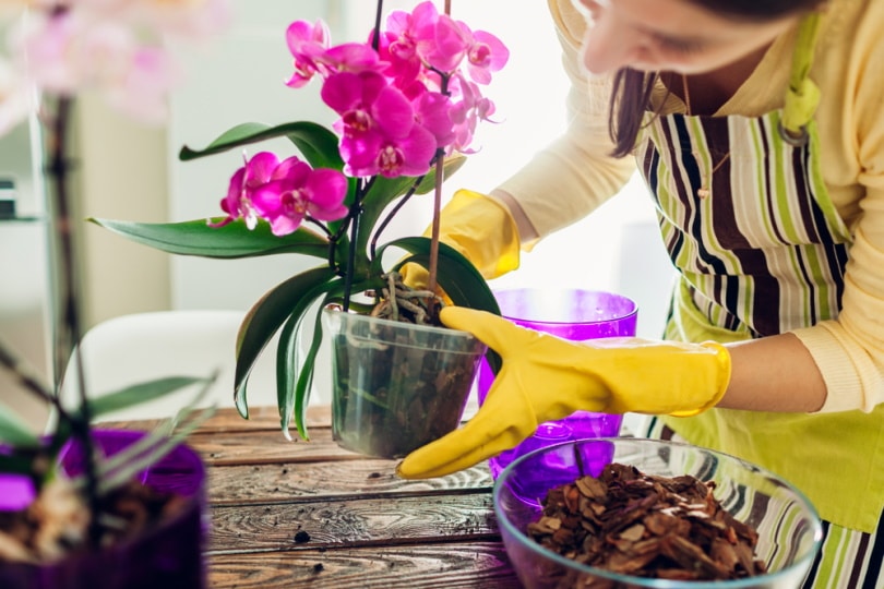 woman transplanting orchids