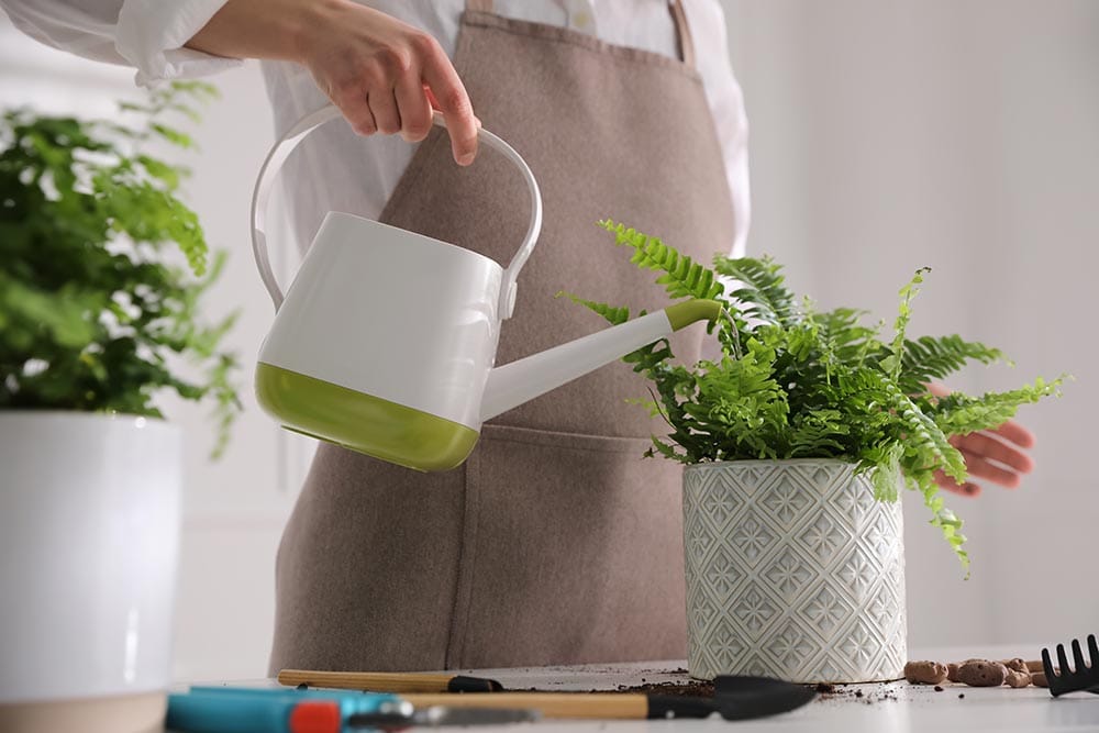 Woman watering a potted fern indoor