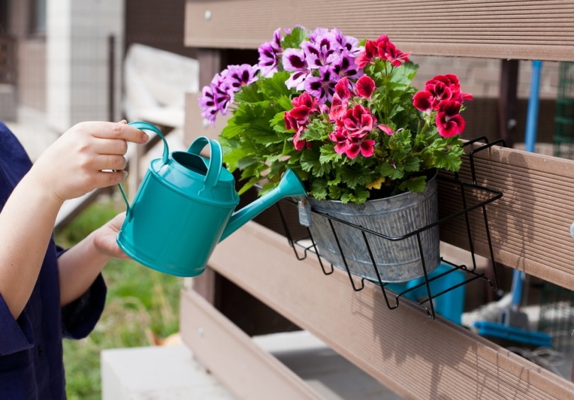 woman watering geranium flowers