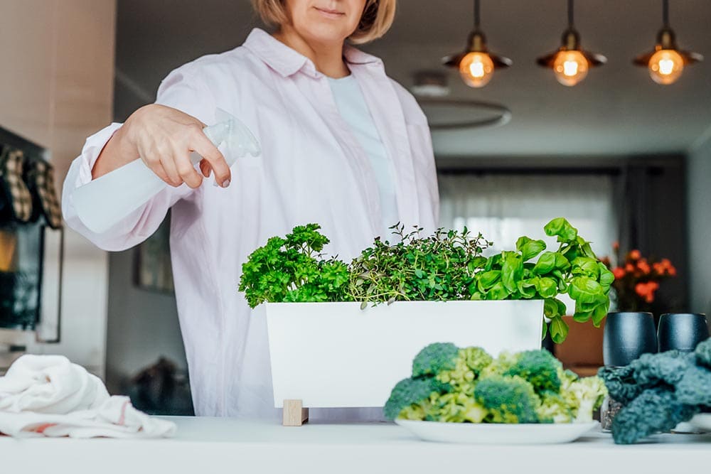 Woman watering indoor herb plants
