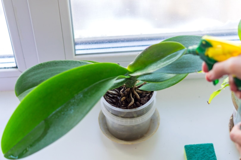 woman watering orchids