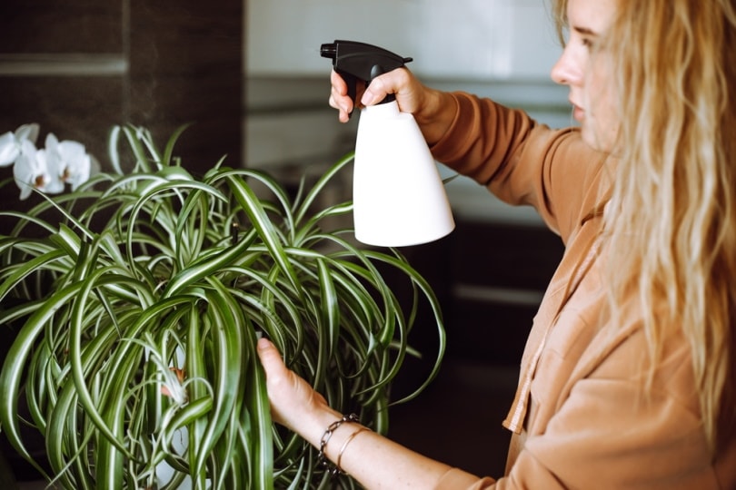 woman watering spider plant