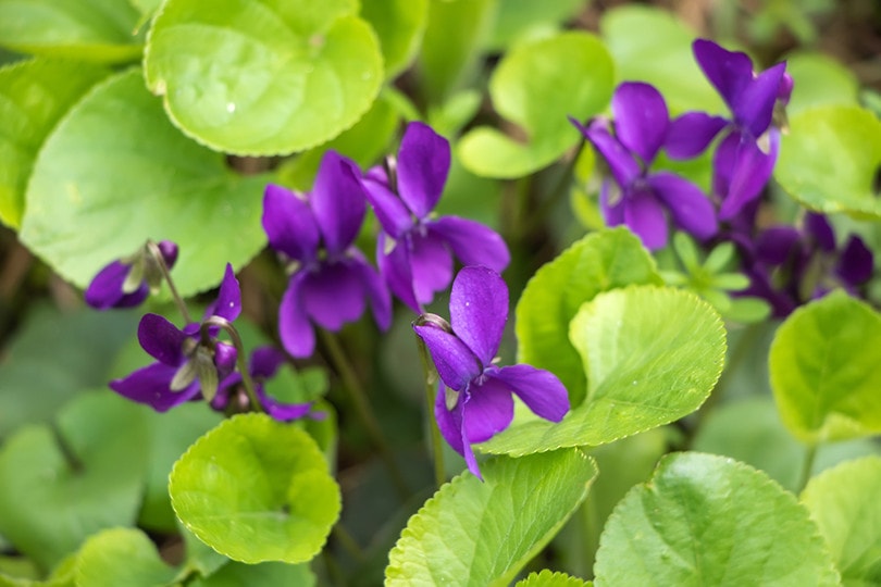 wood violet