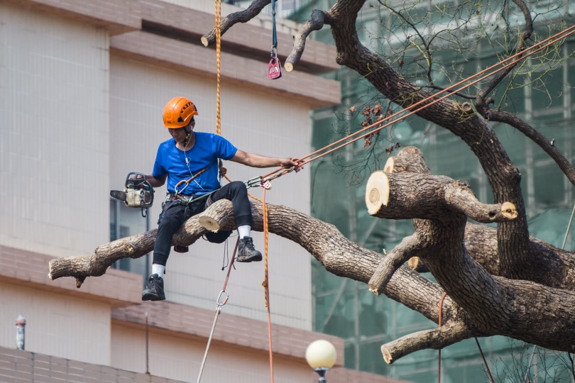 worker cutting tree branch