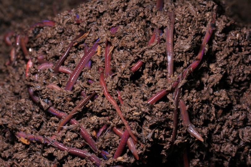 worm casting fertilizer