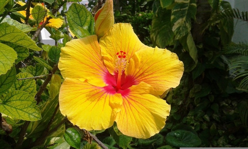 yellow hibiscus flower