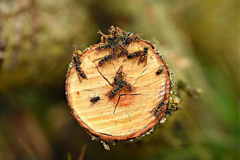 yellow jacket wasps on a tree trunk