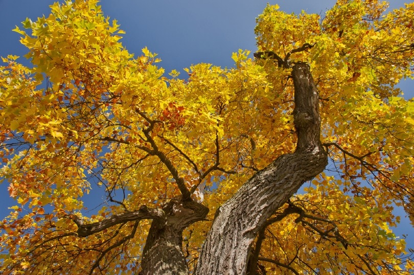 yellow poplar or tulip tree with autumn leaves