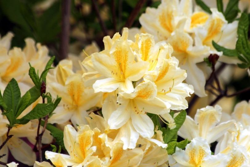 yellow rhododendron flowers