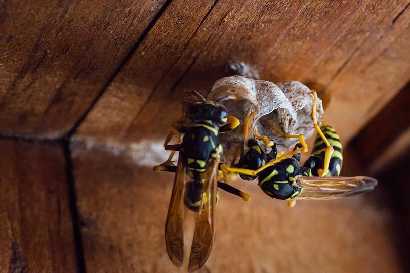 yellowjacket wasps