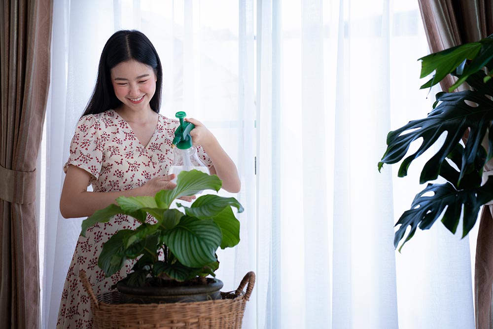 young woman watering calathea