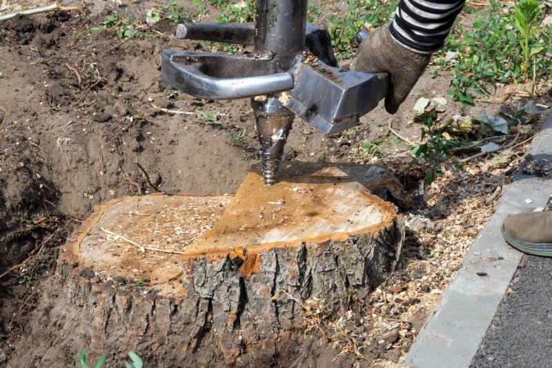 A worker sets up a cutter to drill out an old tree stump