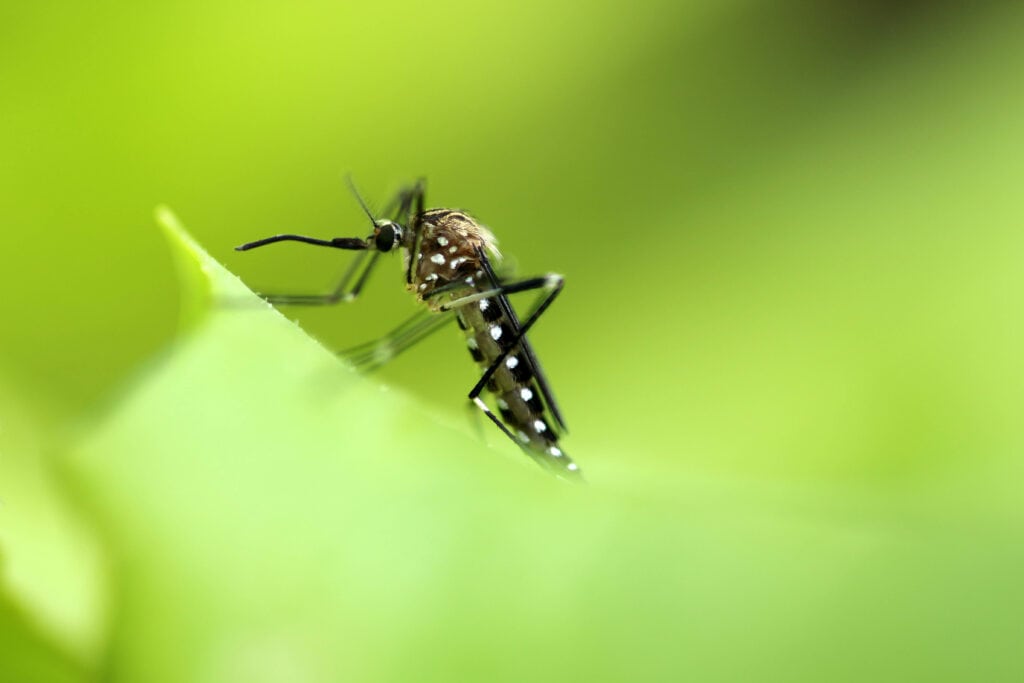 aedes japonicus or rock pool mosquito