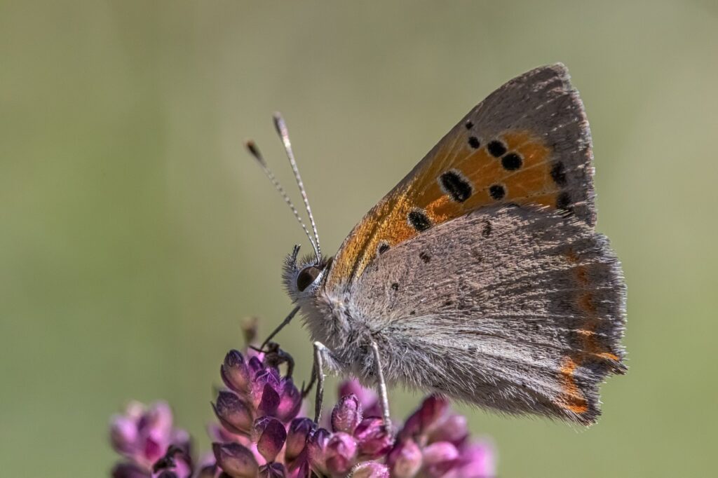American Copper