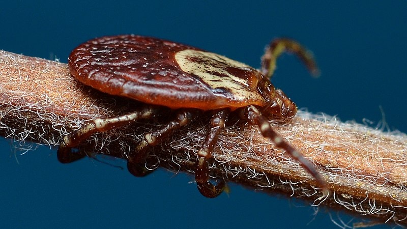 Female American Dog Tick (Dermacentor variabilis) in Kitchener, Ontario, Canada