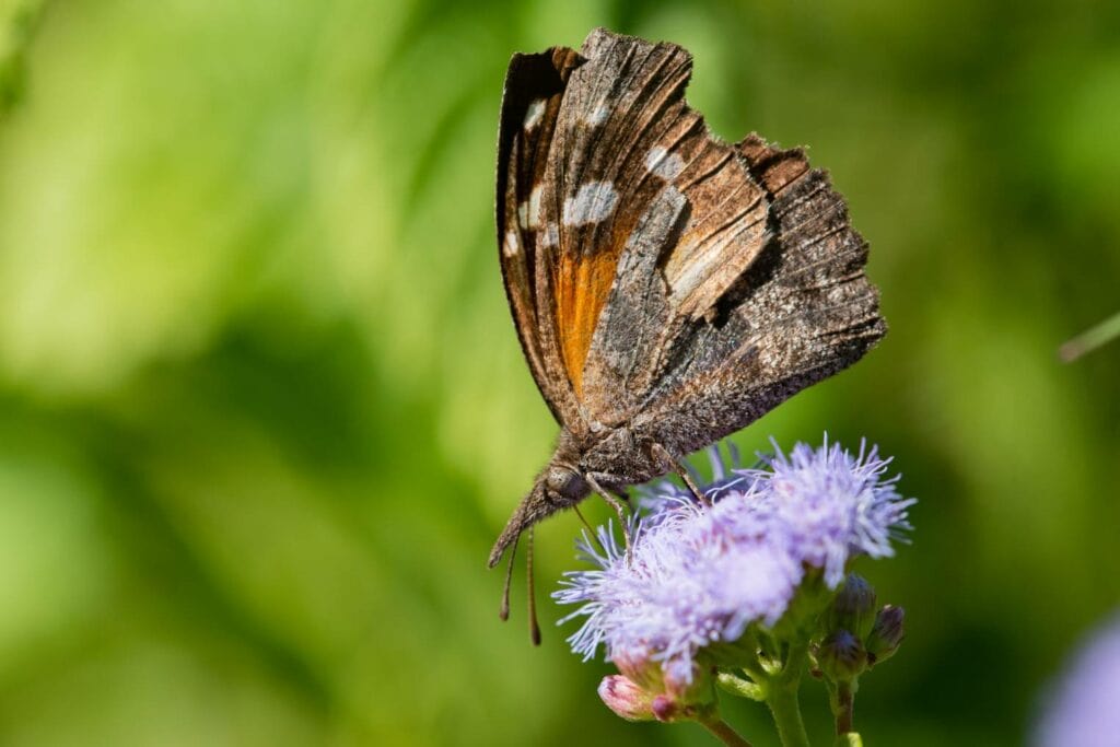 American Snout Butterfly